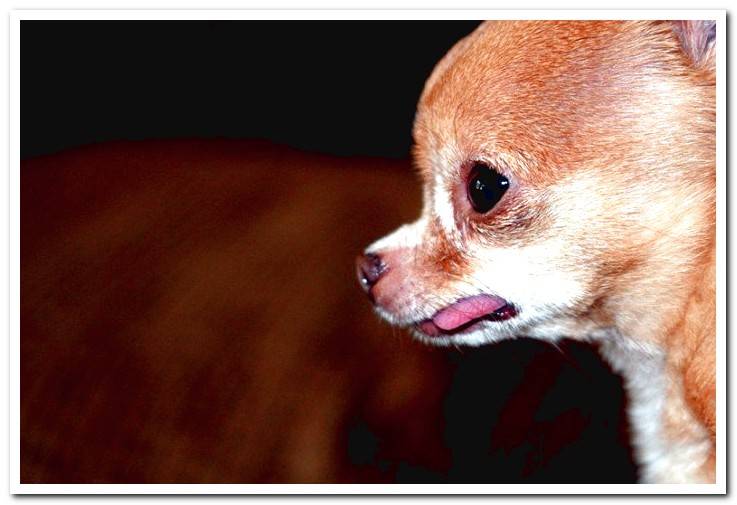chihuahua-with-hydrocephalus