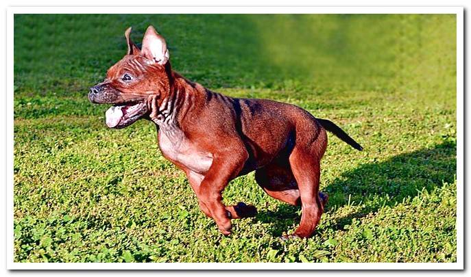 Chongqing Dog - Characteristics of the legendary Chinese breed