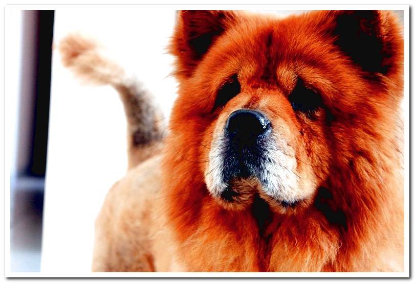 Dog-Chow-Chow-head-on