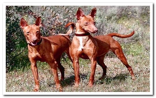 Cirnecus dogs