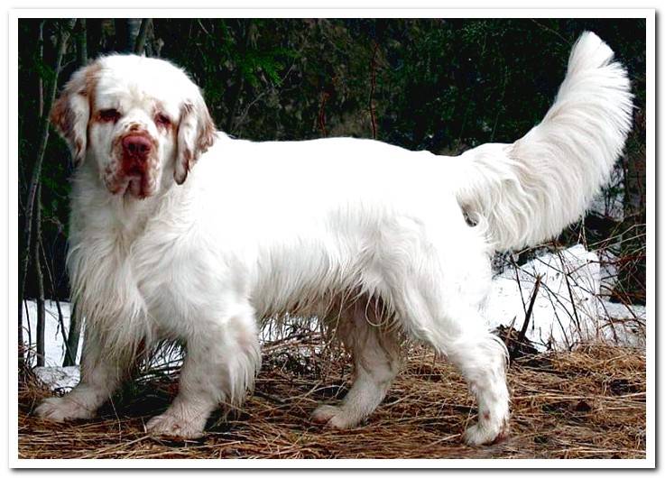 Clumber-Spaniel