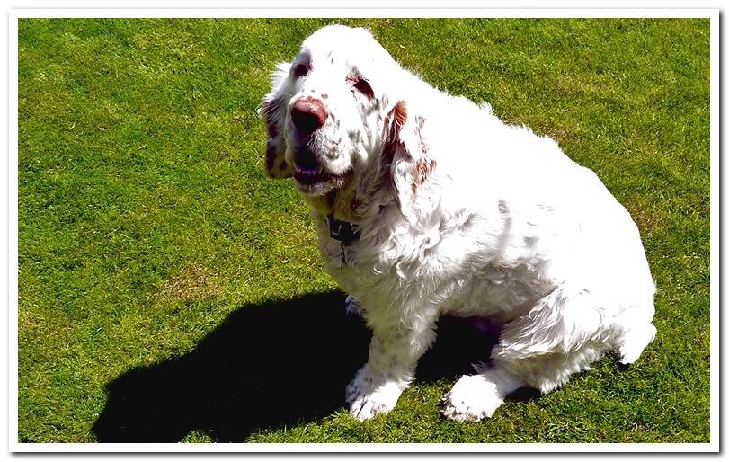 Clumber-Spaniel-on-the-grass
