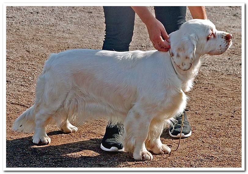 dog-Clumber_Spaniel