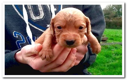 newborn puppy cocker spaniel