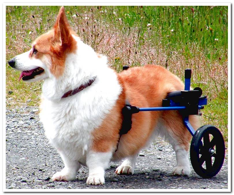 Corgi-using-a-wheelchair