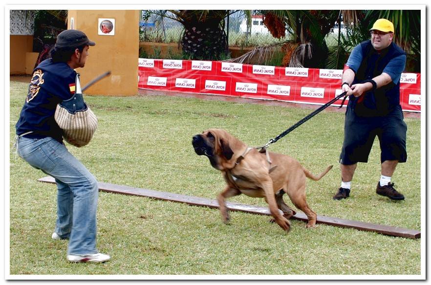 DOG DEFENDING