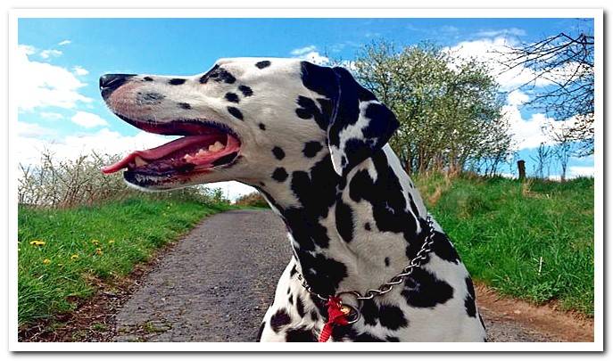 Dalmatian walking