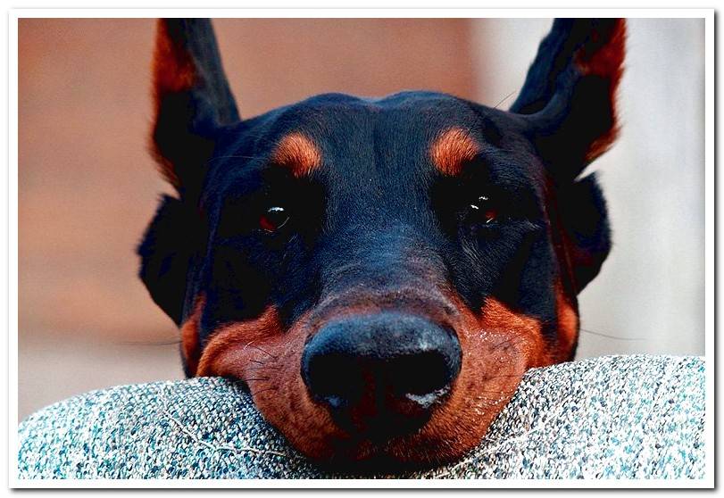 doberman-dog-biting-a-teether