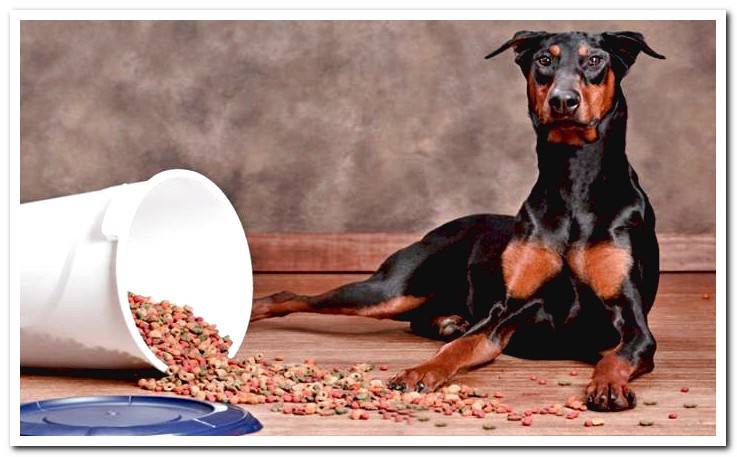 Doberman with food