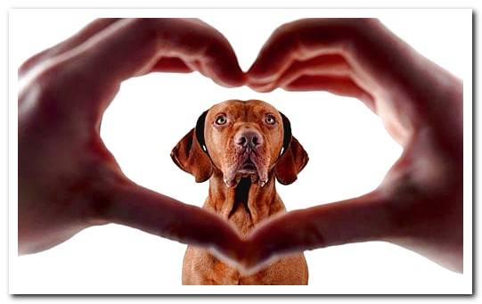 Heart murmur symptoms in dogs and recommended care