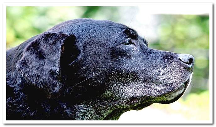 Dog with enough gray hair on the muzzle and neck