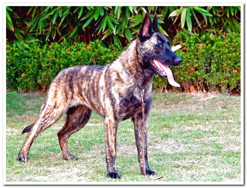 Dutch-Shepherd-Dog