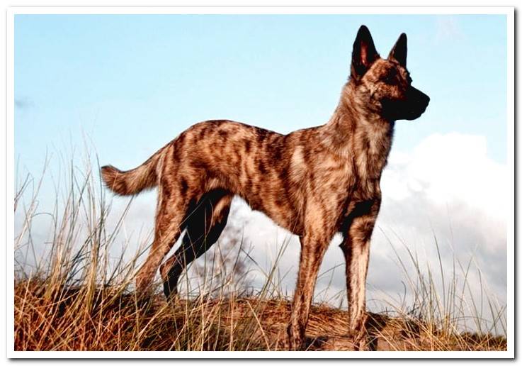 Dutch-shepherd-short-haired