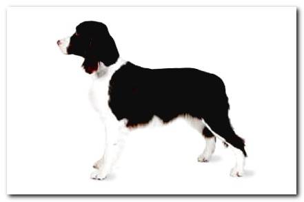 English Cocker Spaniel 2