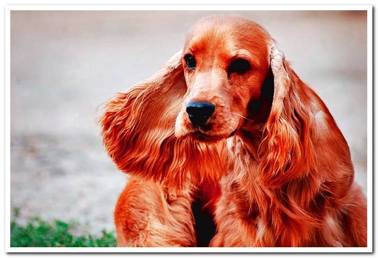 Cocker-Spaniel-English