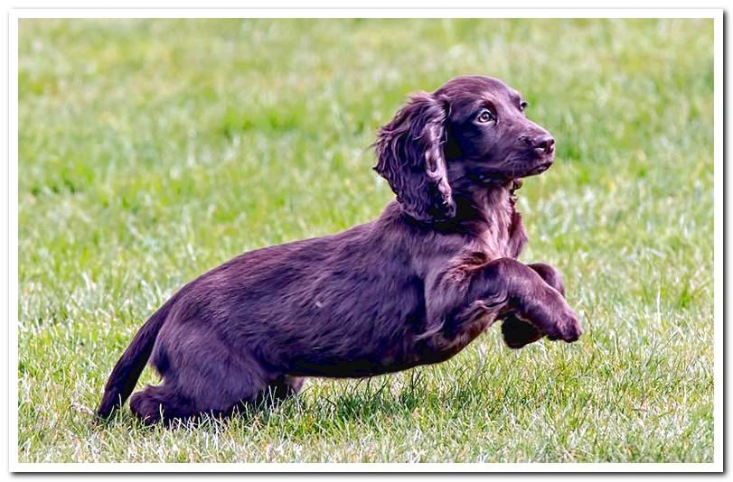 Cocker-Spaniel-English-running