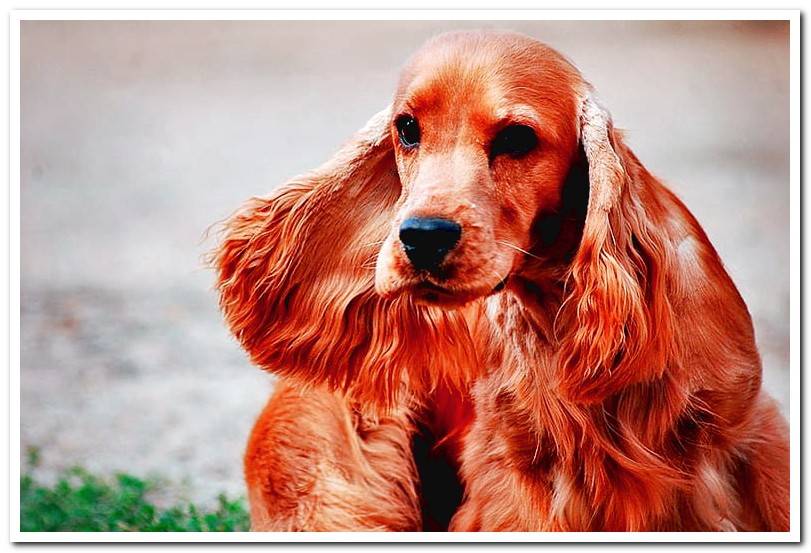 Cocker-Spaniel-English