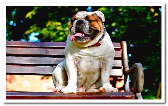 English bulldog sitting on bench in park