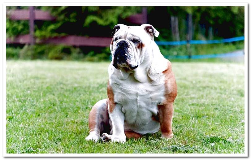 English-bulldog-sitting-on-the-grass