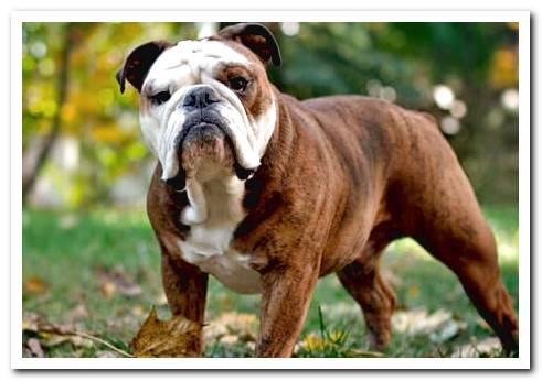 English bulldog