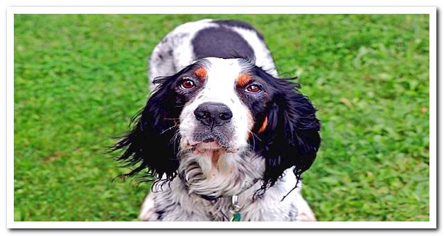 English setter