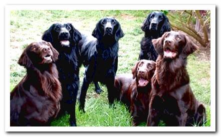 Flat Coated Retriever - Complete Information