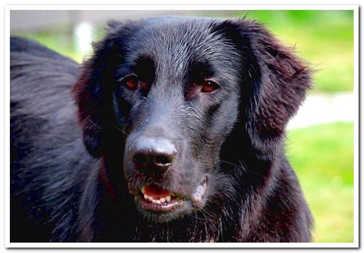 Flat-Coated-Retriever