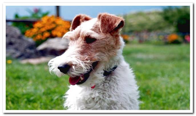 fox terrier dog