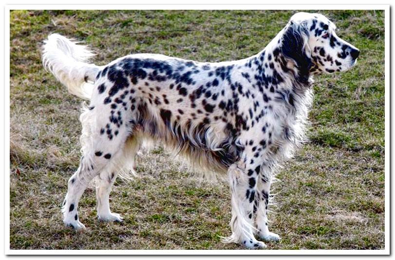 Full-body-English-setter