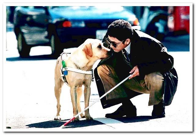 GUIDE DOG