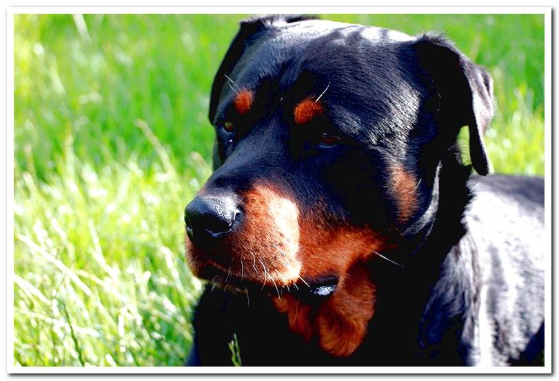 Rottweiler-German