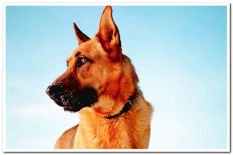 German shepherd dog