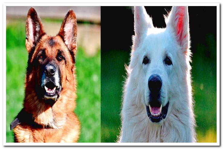 German-shepherd-next-to-Swiss-shepherd