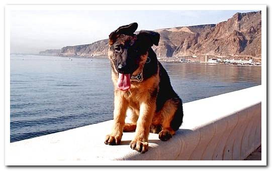 german shepherd puppy on boardwalk