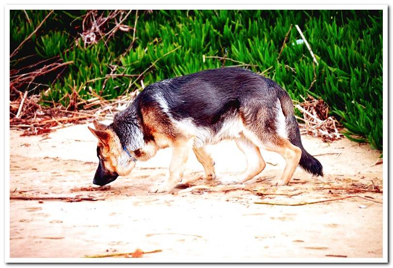 German Shepherd-Tracking