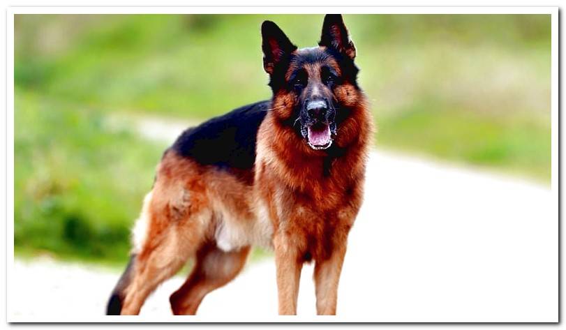 German-Shepherd-waiting-for-an-order