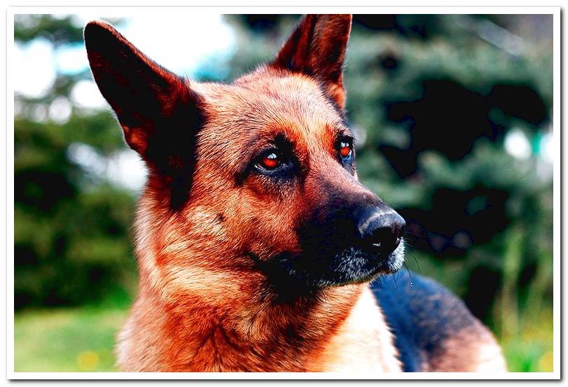 German shepherd