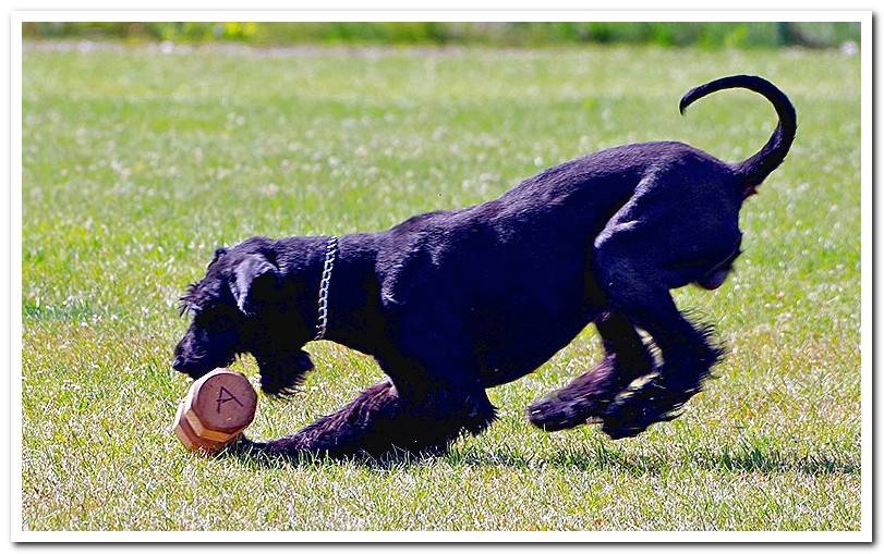 Giant-Schnauzer-playing-in-the-garden