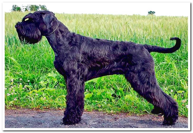 Schnauzer-Giant-posing2