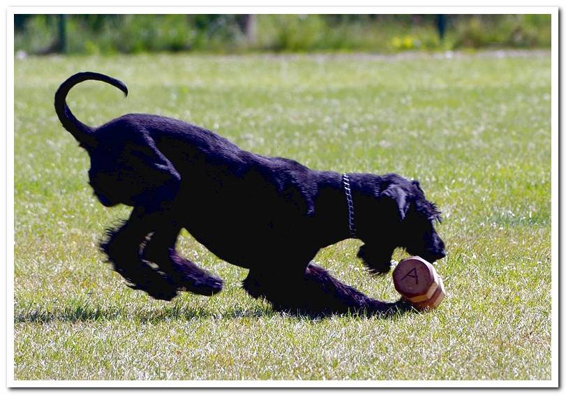 Giant-Schnauzer-With-Teether