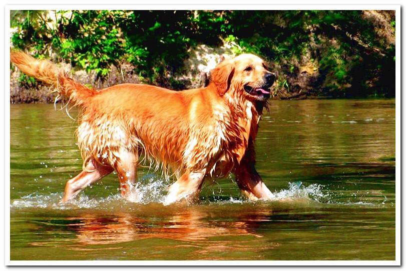 Golden-retriever-playing-in-the-water