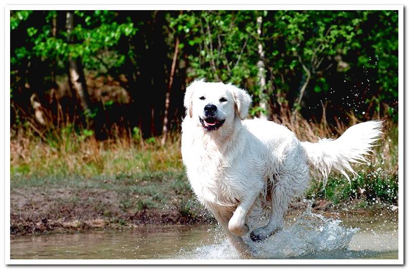 Golden-retriever-running-on-the-water