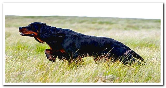 Gordon Setter hunting