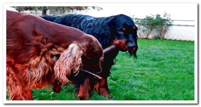 Gordon Setter playing