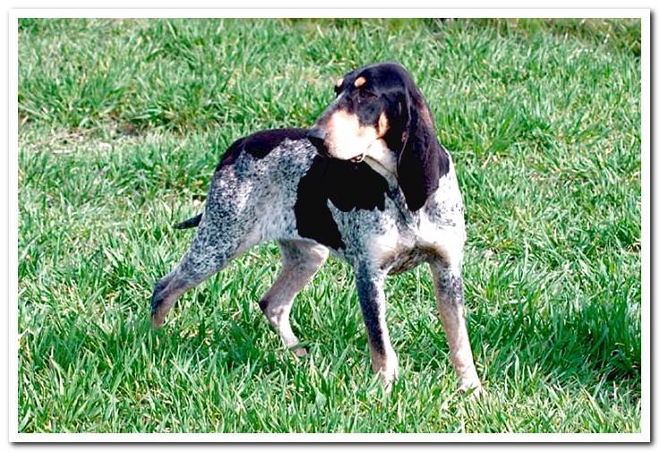 Hound-Great-Blue-Gascony