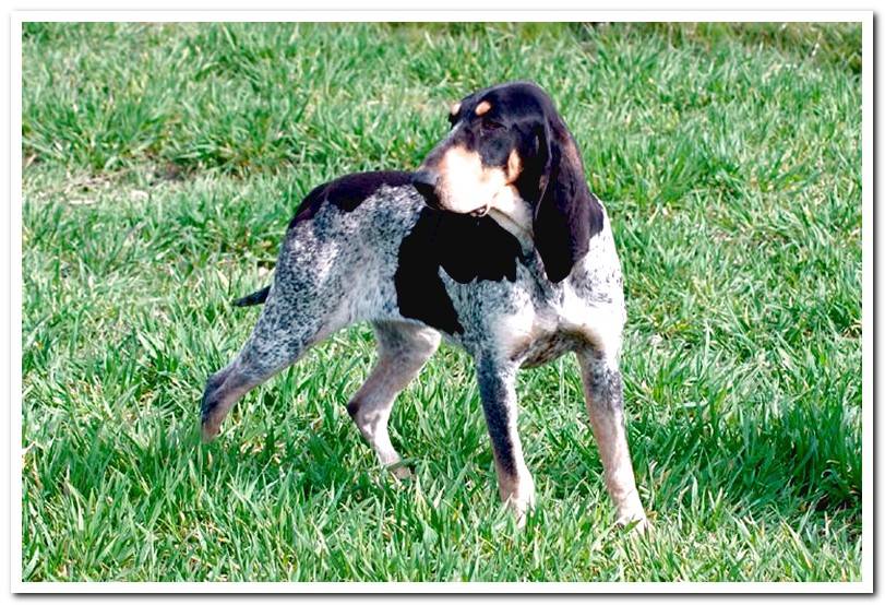 The best breeds of hound dogs