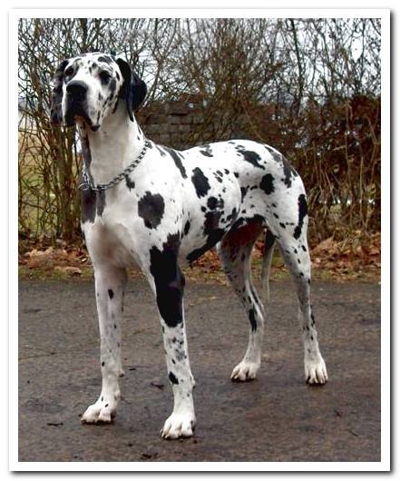 We tell you EVERYTHING about the Great Dane breed: Care, advice