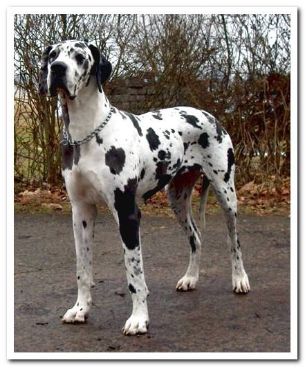 Harlequin great dane