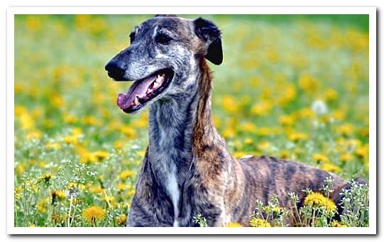 Greyhound in the garden