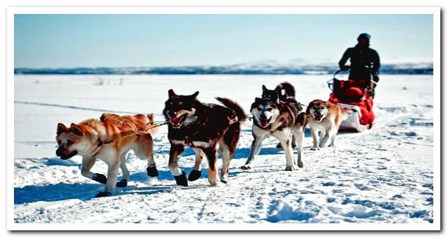 Group of Alaskan Malamute dogs pulling a sled